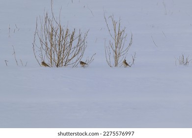 Horned Larks on the edge of a field in Sanilac County, Michigan. - Shutterstock ID 2275576997