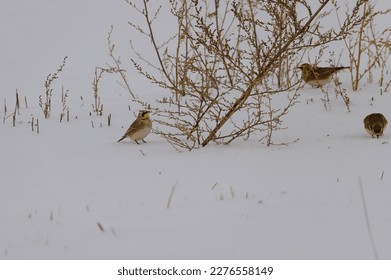 Horned Larks on the edge of a field in Sanilac County, Michigan. - Shutterstock ID 2276558149