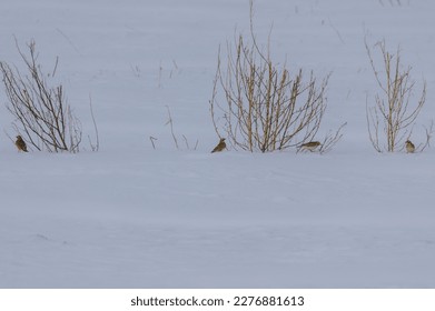 Horned Larks on the edge of a field in Sanilac County, Michigan. - Shutterstock ID 2276881613