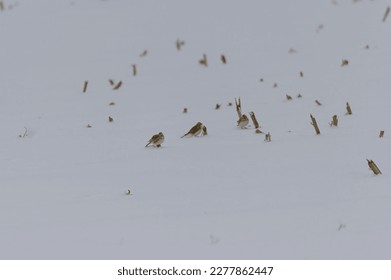 Horned Larks on the edge of a field in Sanilac County, Michigan. - Shutterstock ID 2277862447