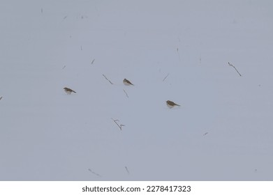 Horned Larks on the edge of a field in Sanilac County, Michigan. - Shutterstock ID 2278417323