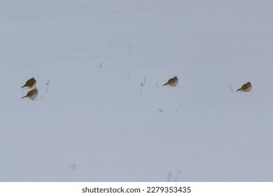 Horned Larks on the edge of a field in Sanilac County, Michigan. - Shutterstock ID 2279353435