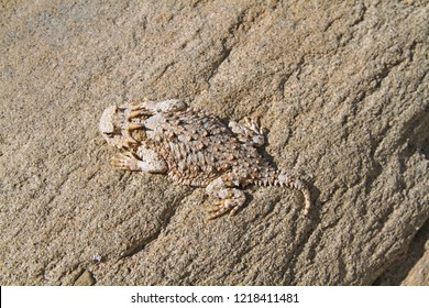 horned lizard camouflaged against rock, Anza-Borrego Desert State Park, California, USA