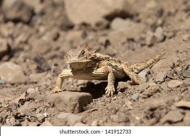 Horned Lizard in Desert