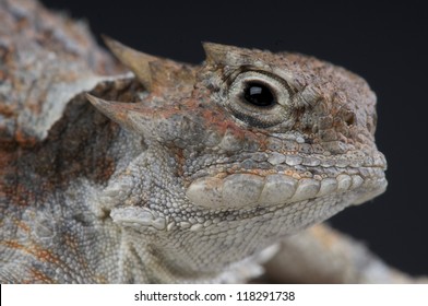 Horned lizard / Phrynosoma platyrhinos