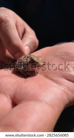 A horned lizard or horned toad looking directly at the camera. They squirt blood from their eyes to scare predators away.
