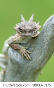 Horned Lizard - Vertical 