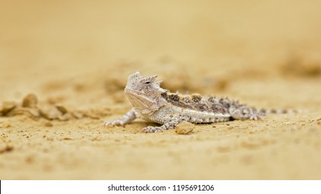 Horned lizards (Phrynosoma), also known as horny toads or horntoads, are a genus of North American lizards and the type genus of the family Phrynosomatidae. 