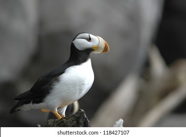 Horned Puffin