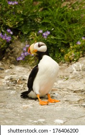 Horned Puffin