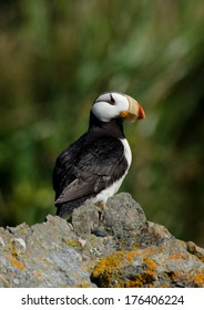 Horned Puffin