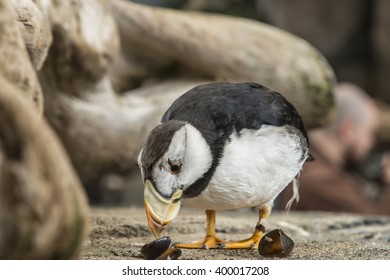 Horned Puffin
