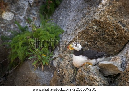 Horned puffin, Bird Island, Lake Clark National Park and Preserve, Alaska