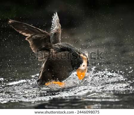 Horned Puffin (Fratercula corniculata) flapping its wings in water, Alaska, USA. 