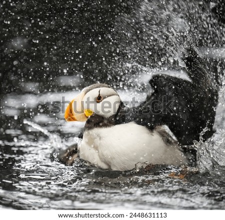 Horned Puffin (Fratercula corniculata) flapping wings in water, Alaska, USA. 