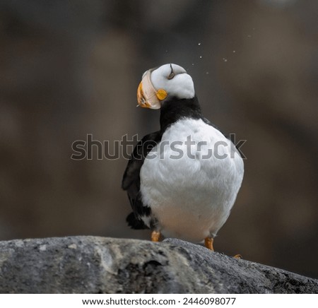 Horned Puffin (Fratercula corniculata) shaking head with water drops flying around. Alaska, USA. 