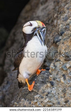 Horned puffin with needle fish in beak, Bird Island, Lake Clark National Park and Preserve, Alaska