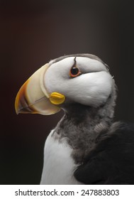 Horned Puffin Portrait