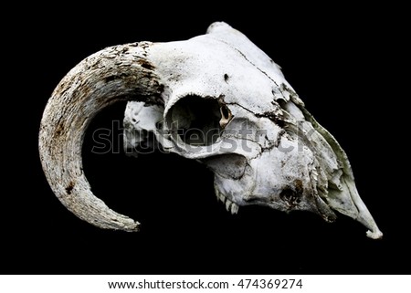 Horned Ram Sheep Skull Head On Black Background