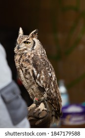 Horned Rock Eagle Owl Brown