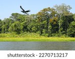 Horned screamer (Anhima cornuta) flying over the Amazon Tropical Rain Forest at Oxbow Lake, Manu National Park, Peruvian Amazon, Peru