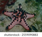 Horned sea star or chocolate chip sea star. A sea star with spikes on a sandy bottom among seaweed underwater.