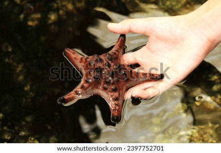 Horned Sea Star (chocolate chip sea star, Knobbly Sea Star, Red horned sea stars) on touris hand at touch pool marine aquarium. Protoreaster nodosus is marine animal, a genus of echinoderms. 