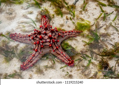 Horned Sea Star Zanzibar Tanzania