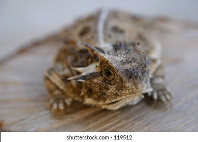 Horned Toad