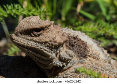 Horned Toad Macro