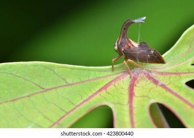 Horned Treehopper