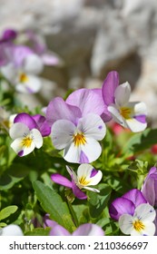 Horned Violet Pink Wing Viola Flowers - Latin Name - Viola Cornuta Sorbet XP Pink Wing Viola