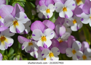 Horned Violet Pink Wing Viola Flowers - Latin Name - Viola Cornuta Sorbet XP Pink Wing Viola