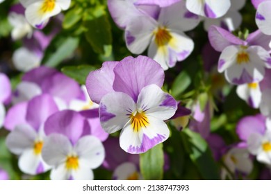 Horned violet Pink Wing Viola flowers - Latin name - Viola cornuta Sorbet XP Pink Wing Viola