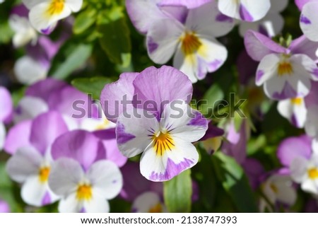 Horned violet Pink Wing Viola flowers - Latin name - Viola cornuta Sorbet XP Pink Wing Viola