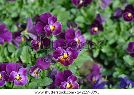 Horned violet purple and yellow flowers - Latin name - Viola cornuta