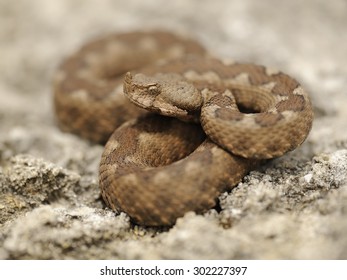 Horned Viper