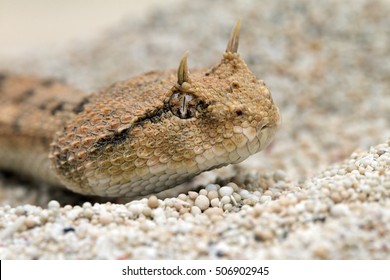 Horned Viper 