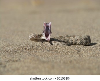 Horned Viper Attack