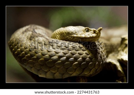 Similar – Image, Stock Photo close up of Vipera ursinii rakosiensis