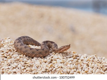 Horned Viper,  Vipera Ammodytes