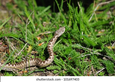 Horned Viper (vipera Ammodytes)