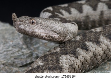 Horned Viper / Vipera Ammodytes