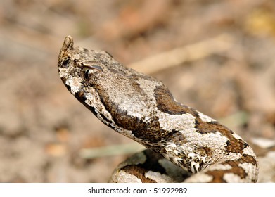 Horned Viper (vipera Ammodytes)