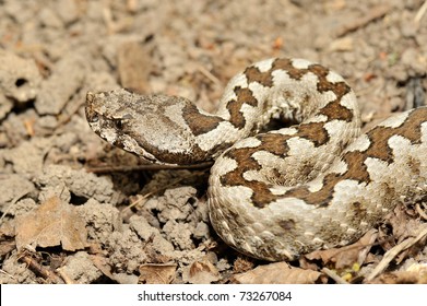 Horned Viper (vipera Ammodytes)