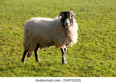 Horned wooly sheep, ovis aries, with black face and legs in pasture - Shutterstock ID 2149752531