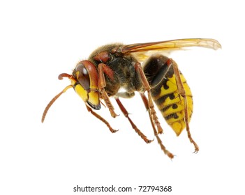 2,524 Bees attack Images, Stock Photos & Vectors | Shutterstock