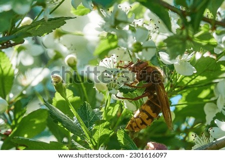 Hornet close-up on hawthorn flowers. Stinging insect in springtime