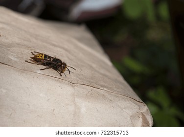 Hornet Close-up Sits On A Paper Bag