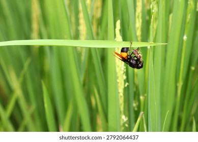A hornet devours its prey
